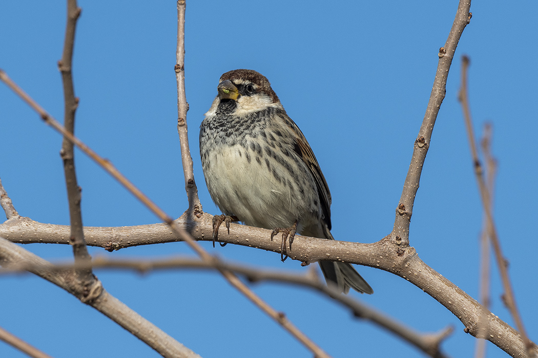 Spanish Sparrow